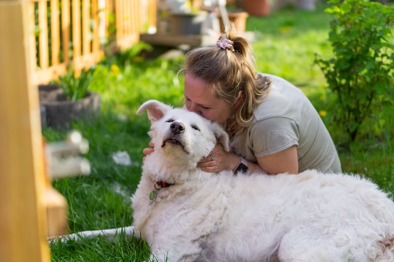 Die Gefahren für Hunde in Guben: Tierarzt und Trainer erklären, was sie krank macht:Hunde,Gefahren,Guben,Tierarzt,Trainer,Krankheiten