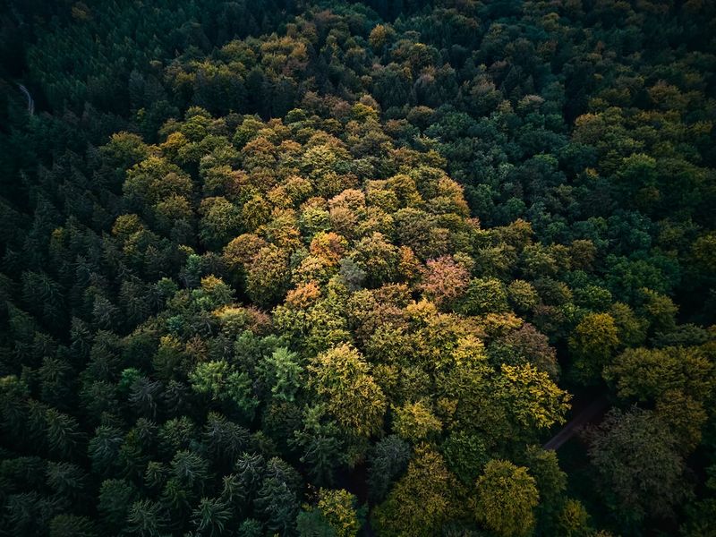 Drohnen-Plantage: Wie Kanada auf die Hilfe von Drohnen setzt, um Wälder aufzuforstenDrohnen,Kanada,Wiederaufforstung,Wald,Technologie,Umweltschutz