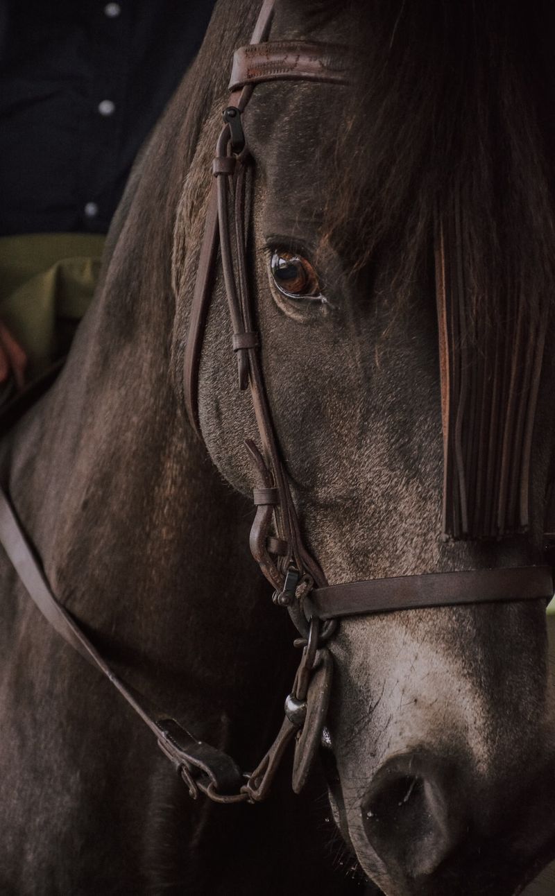 Titel: Ludger Beerbaum - Ein Abschied aus Aachen und ein Blick in die Zukunft des Springreitens-LudgerBeerbaum-AbschiedausAachen-ZukunftdesSpringreitens-Springreiten-Reitsport-Pferdesport-Turniersport-Sportlerkarriere-P