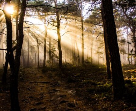 »Ein Spaziergang im Wald«: Die künstlerische Premiere des TV-Malers Bob Ross ...BobRoss,TV-Maler,künstlerischePremiere,SpaziergangimWald