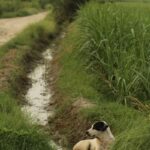"Der traurige Verlust des ältesten Hundes der Welt: Ein Leben voller Hingabe und Rekorde"traurigerVerlust,ältesterHund,Weltrekord,Hingabe